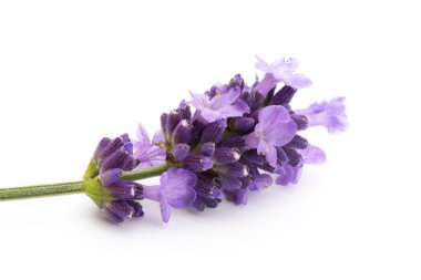 Beyaz arkaplanda lavanta çiçekleri.