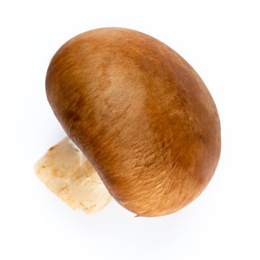 Taze şampiyon mantarları beyazda izole edilmiş.. 