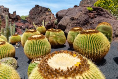 Volkanik lav kumları üzerinde büyüyen renkli kaktüs bitkiler çeşitleri