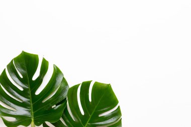 Tropikal orman düz yüzeye whit üzerinde yaprak, Monstera,