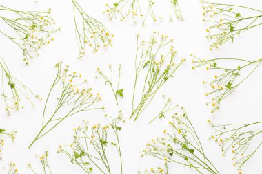 Papatya çiçek çiçek çerçeve. Düz döşeme, üst görünüm.