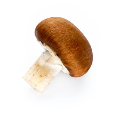 Taze şampiyon mantarları beyazda izole edilmiş.. 