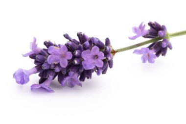 Beyaz arkaplanda lavanta çiçekleri.