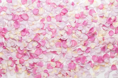 Beyaz arka planda pembe gül yaprakları. Düz yatış, üst görünüm