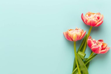 Bahar çiçekleri, pastel renkler zemin üzerine lale. Retro vintag