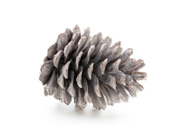 Noel çam kozalağı beyaz arka plan üzerinde. 