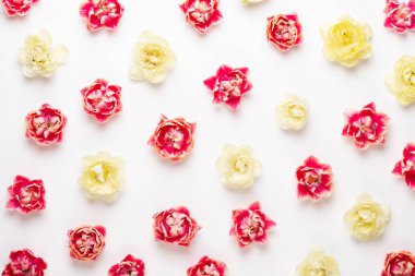 Pastel arka planda bahar çiçekleri laleleri. Retro vintage