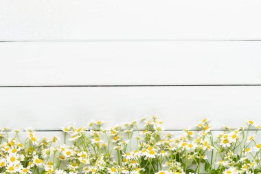 Papatya çiçek çiçek çerçeve. Düz döşeme, üst görünüm.