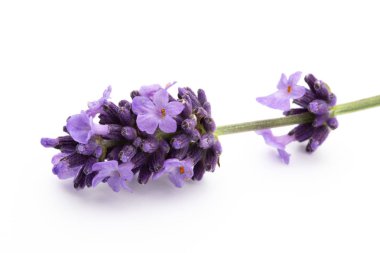 Beyaz arkaplanda lavanta çiçekleri.