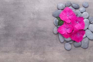 Klasik arka planda orkide çiçekleri. Spa arka planı, spa