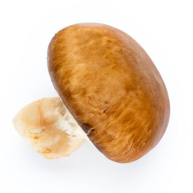 Taze şampiyon mantarları beyazda izole edilmiş.. 