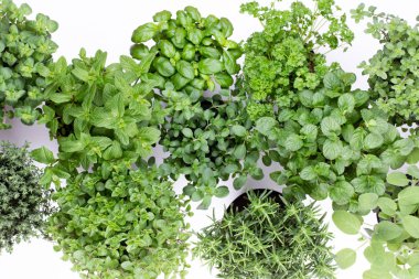 Beyaz arkaplanda izole edilmiş taze yeşil baharatlar, üst görünüm.