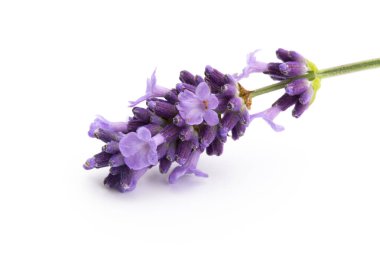 Beyaz arkaplanda lavanta çiçekleri.