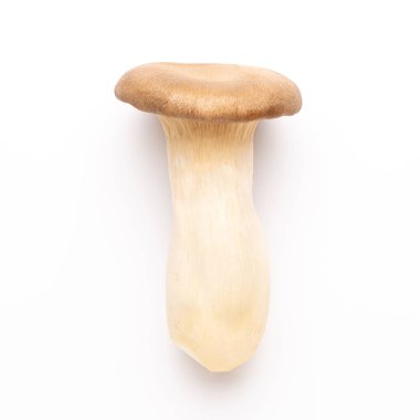 istiridye mantar beyaz zemin üzerine Kral.