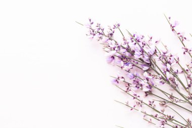 Çiçek kompozisyon. Pembe çiçekler pembe bir arka plan üzerinde. Paskalya, sp