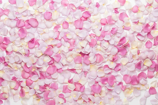 Beyaz arka planda pembe gül yaprakları. Düz yatış, üst görünüm