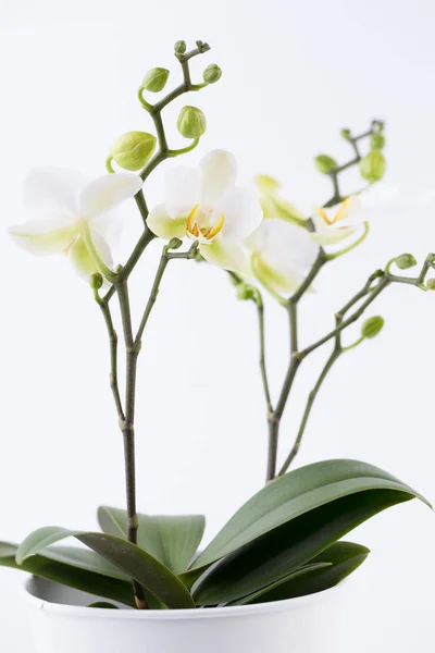 Орхидея красоты на белом фоне . — стоковое фото