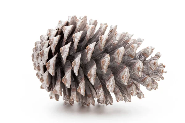 Noel çam kozalağı beyaz arka plan üzerinde. 