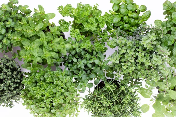 Beyaz arkaplanda izole edilmiş taze yeşil baharatlar, üst görünüm.