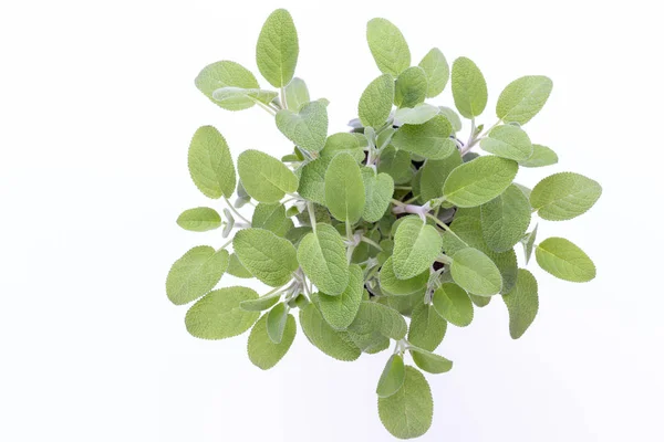 Salvia Kraut isoliert auf weißem Hintergrund. Ansicht von oben. flache Liegematte — Stockfoto
