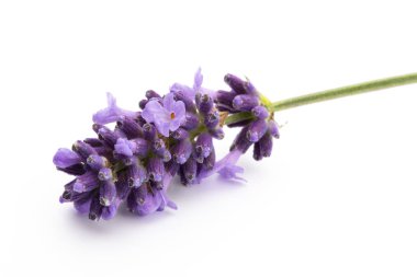 Beyaz arkaplanda lavanta çiçekleri.