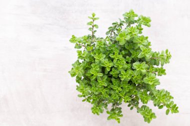 Beyaz arkaplanda izole edilmiş taze yeşil baharatlar, üst görünüm.