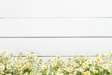 Papatya çiçek çiçek çerçeve. Düz döşeme, üst görünüm.