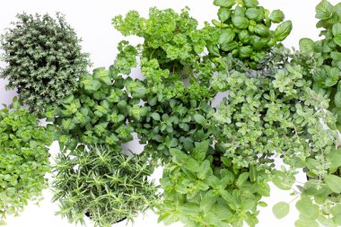 Beyaz arkaplanda izole edilmiş taze yeşil baharatlar, üst görünüm.