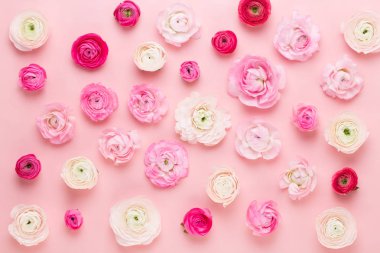 Güzel renkli tipik çiçekler pembe bir arka plan üzerinde. Spri