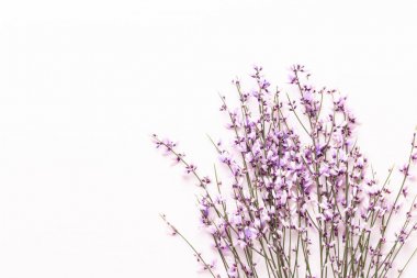 Çiçek kompozisyon. Pembe çiçekler pembe bir arka plan üzerinde. Paskalya, sp