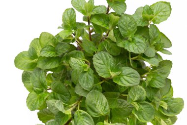 Beyaz arkaplanda izole edilmiş taze yeşil baharatlar, üst görünüm.