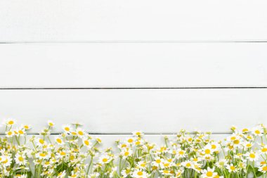 Papatya çiçek çiçek çerçeve. Düz döşeme, üst görünüm.