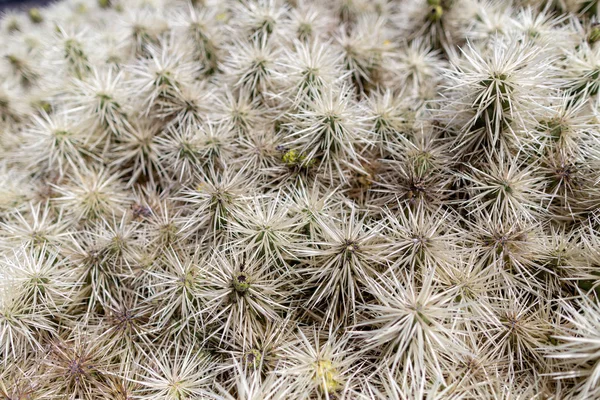 Variedades de plantas de cacto coloridas crescendo em areia de lava vulcânica s — Fotografia de Stock