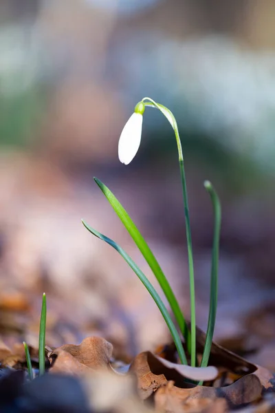 Bahar çiçek kardelen kış sonunda ilk çiçektir — Stok fotoğraf