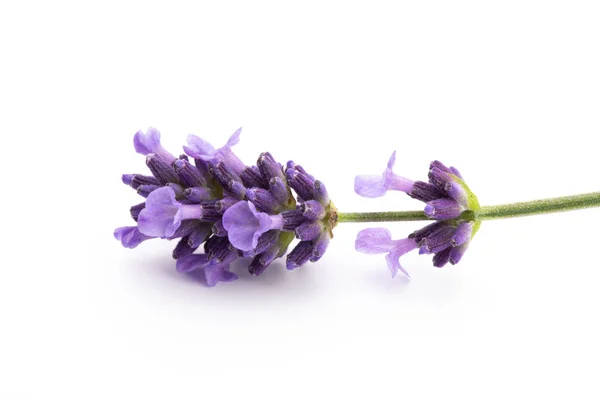 Lavendel bloemen op een witte achtergrond. — Stockfoto