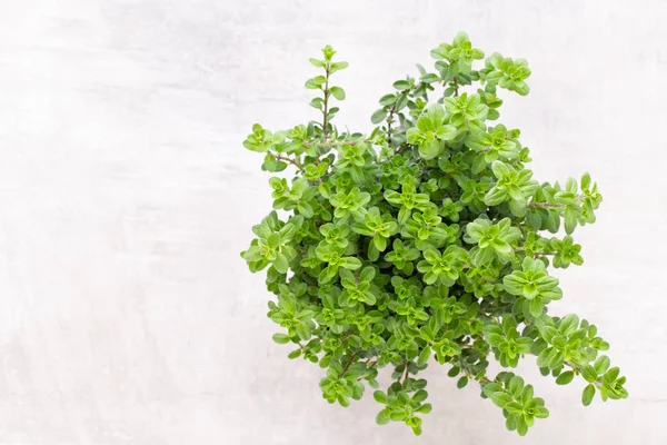 Beyaz arkaplanda izole edilmiş taze yeşil baharatlar, üst görünüm.