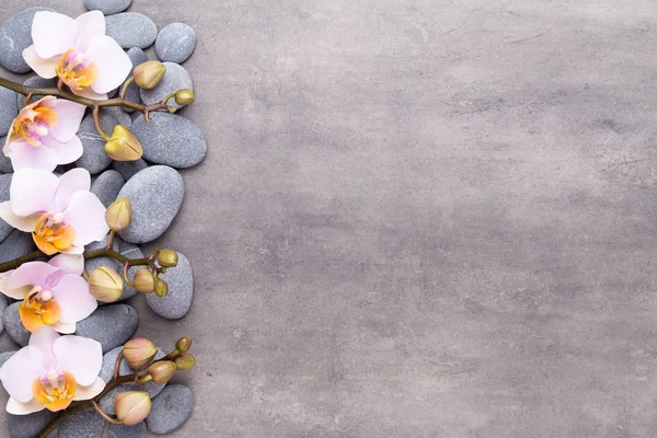 Klasik arka planda orkide çiçekleri. Spa arka planı, spa