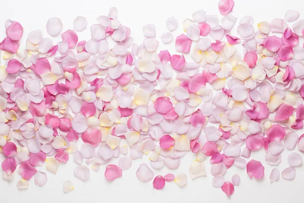 Beyaz arka planda pembe gül yaprakları. Düz yatış, üst görünüm