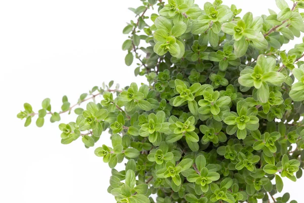 Verse groene kruiden geïsoleerd op witte achtergrond, bovenaanzicht. — Stockfoto