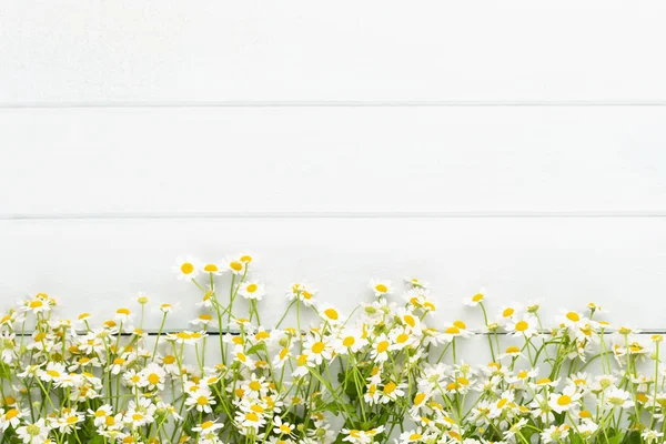 Papatya çiçek çiçek çerçeve. Düz döşeme, üst görünüm.