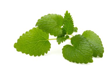 Beyaz bir arka plan üzerinde yakın nane yaprağı.