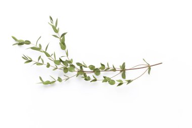 Beyaz arka planda kurumuş çiçekler. Düz yatış, üst görünüm.