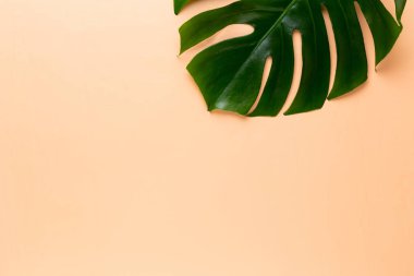 Tropikal orman üzerinde düz yüzeye peac yaprak, Monstera,