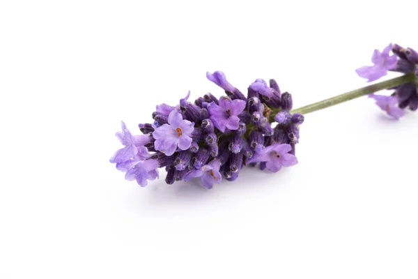 Lavendel bloemen op een witte achtergrond. — Stockfoto