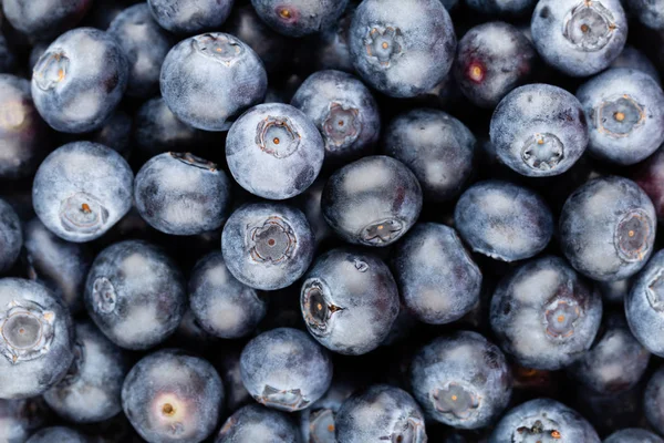 Taze yaban mersini arkaplanı. Doku yaban mersini yakından geliyor..