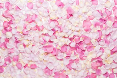 Beyaz arka planda pembe gül yaprakları. Düz yatış, üst görünüm