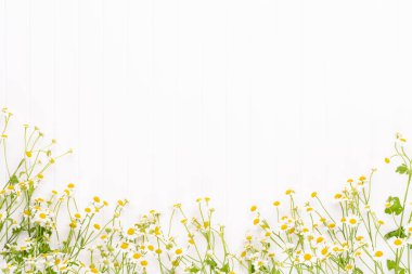 Papatya çiçek çiçek çerçeve. Düz döşeme, üst görünüm.