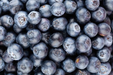 Taze yaban mersini arkaplanı. Doku yaban mersini yakından geliyor..