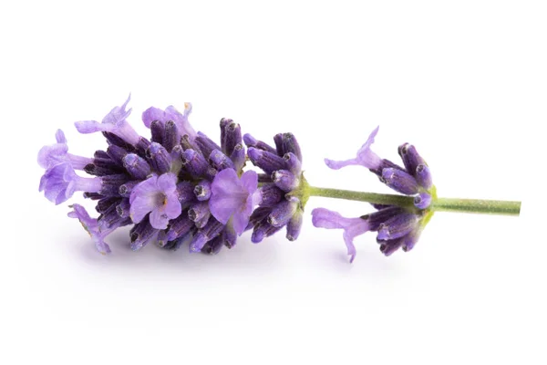 Lavendel bloemen op een witte achtergrond. — Stockfoto
