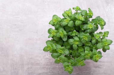 Beyaz arkaplanda izole edilmiş taze yeşil baharatlar, üst görünüm.